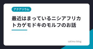 最近はまっているニシアフリカトカゲモドキのモルフのお話